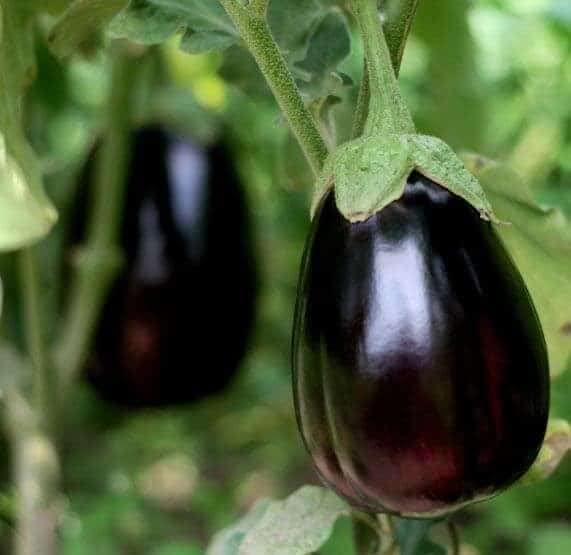 Brinjal Round Hybrid Vegetable Seeds