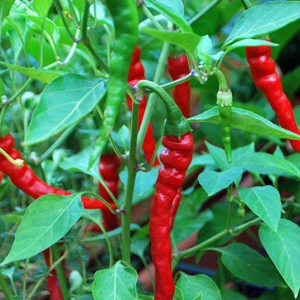 Chilli Longi Special Hot Vegetable Seeds