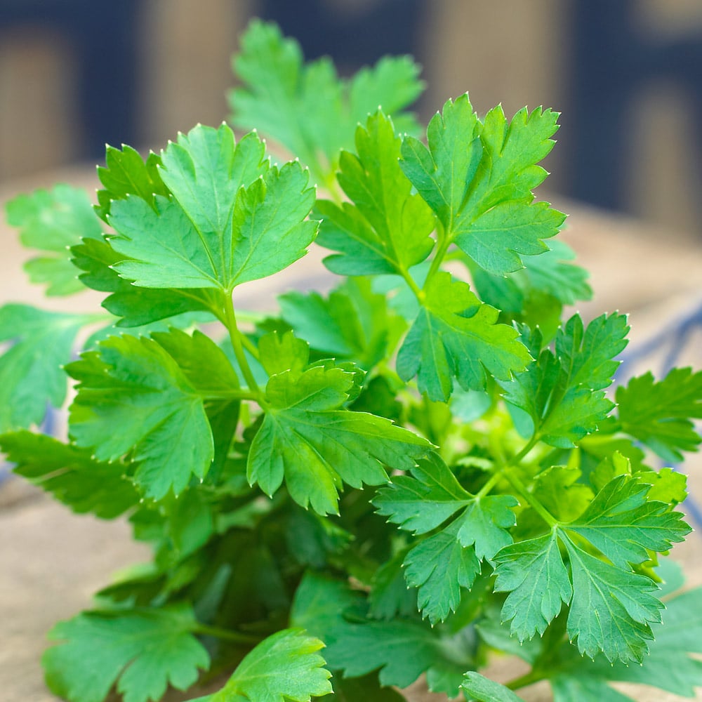 Flat Leaf Parsley Microgreens Seeds