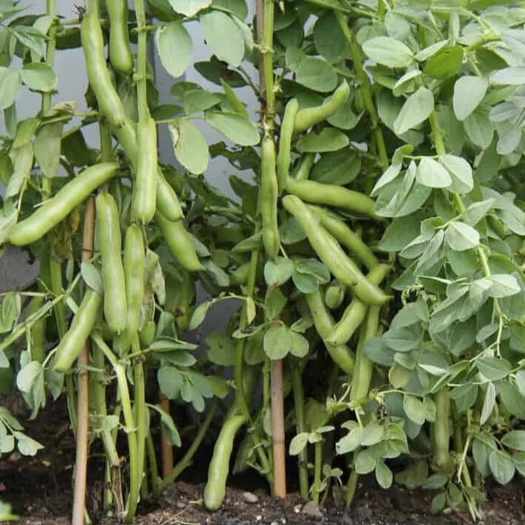 Fava Beans Bakla Selection Vegetable Seeds
