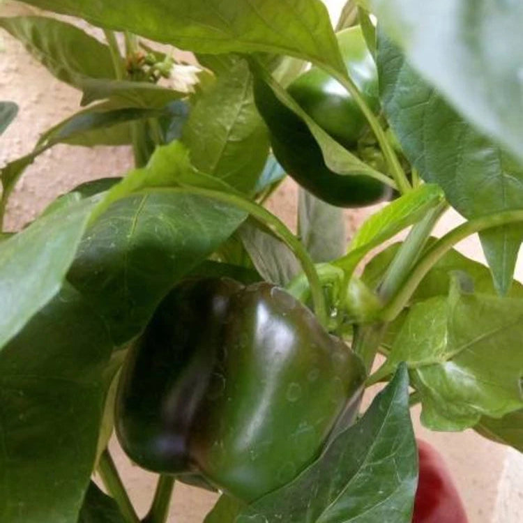 Capsicum Imported Vegetable Seeds