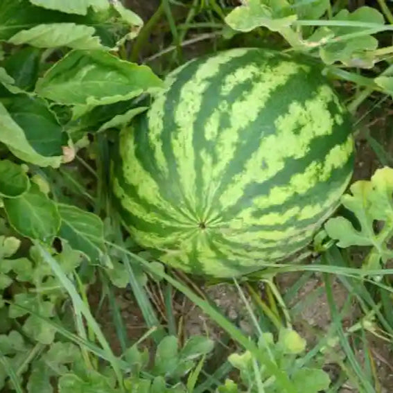 Watermelon F1 Yellow Round Vegetable Seeds