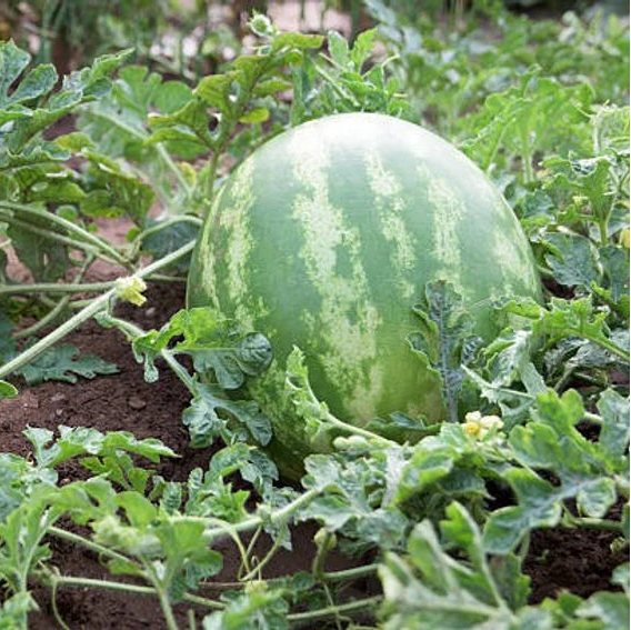 Watermelon F1 Hybrid Green Aalam Daksh Vegetable Seeds