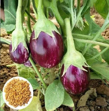 Brinjal Eggplant F1 MK-24 Majrikatti Type Vegetable Seeds