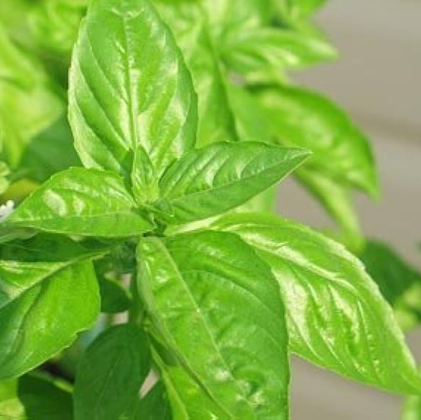 Basil Bon'Classic Herb Seeds