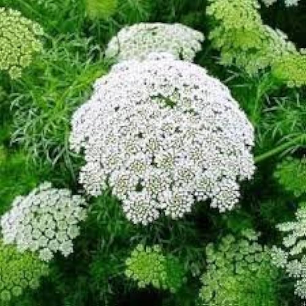 AMMI MAJUS Bishop's Weed Herb Seeds
