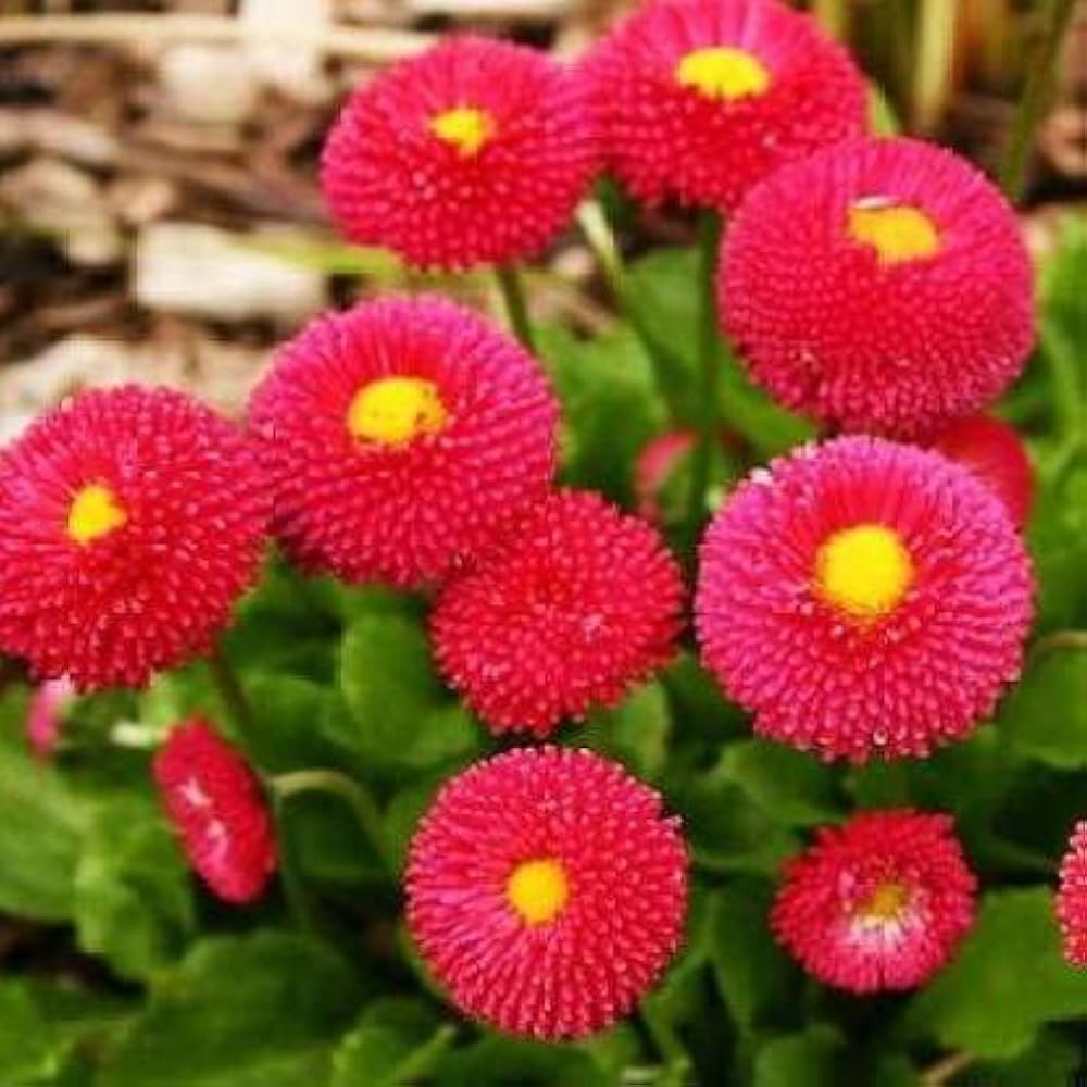 Daisy Bellis Red Winter Flower Seeds