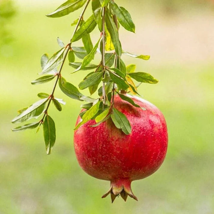 Pomegranate Fruit Seeds