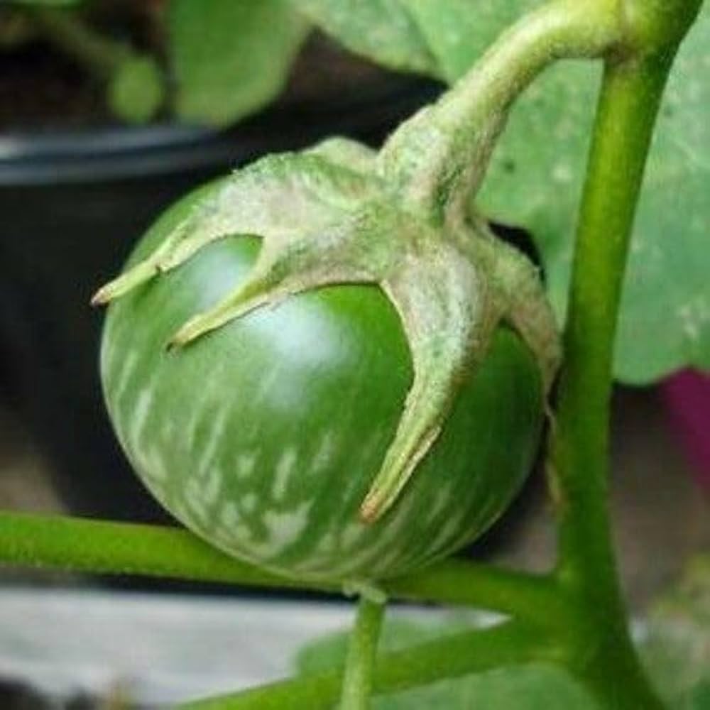 Brinjal-Eggplant MW VTY Green Somnath Vegetable Seeds