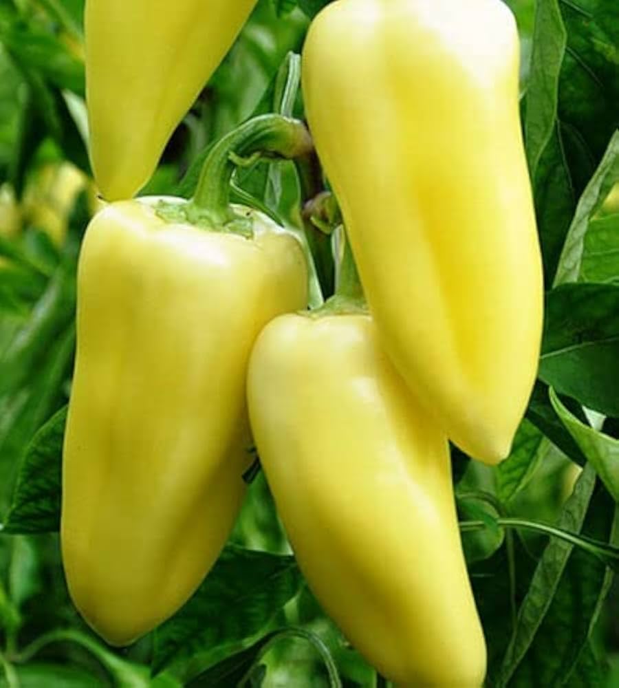PEPPER Imported Sweet Banana Exotic Mild Vegetable Seeds