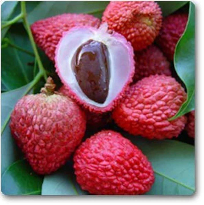 Litchi Fruit Seeds