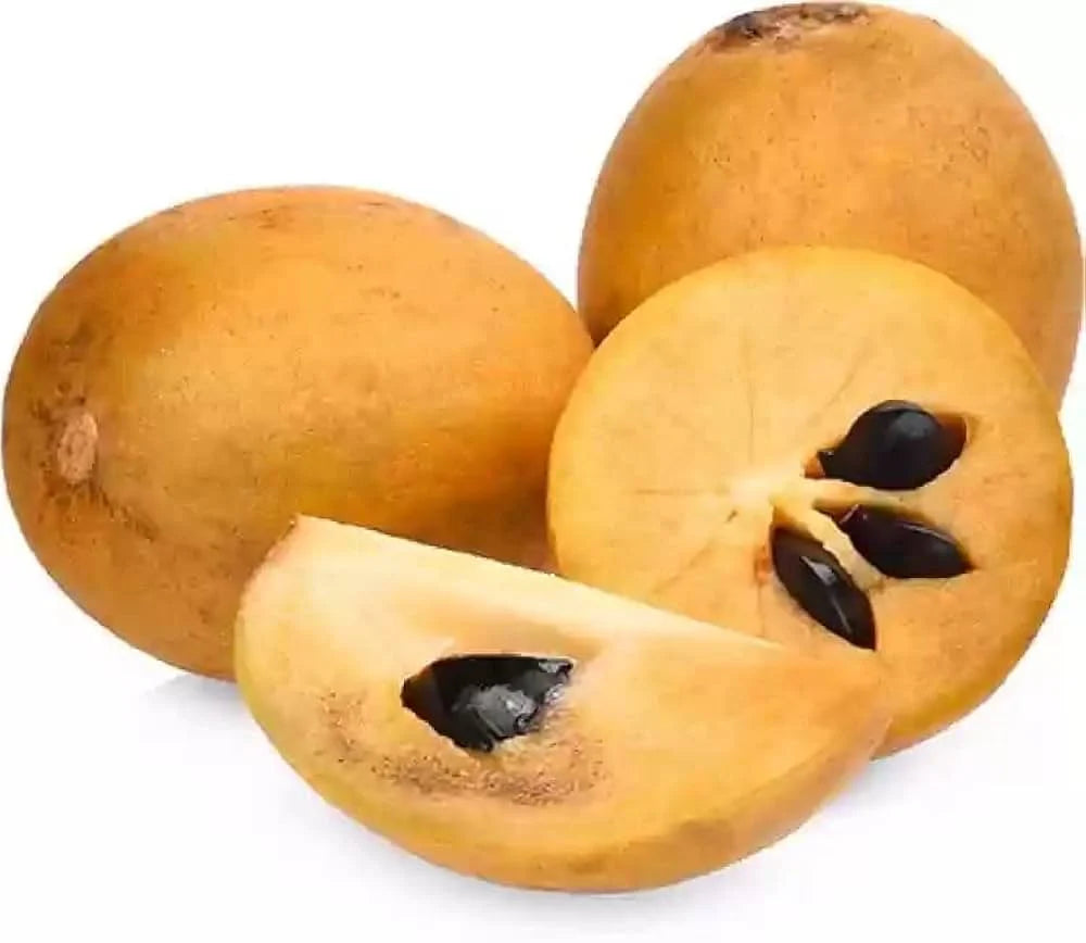 Organic Chikoo Fruit Seeds