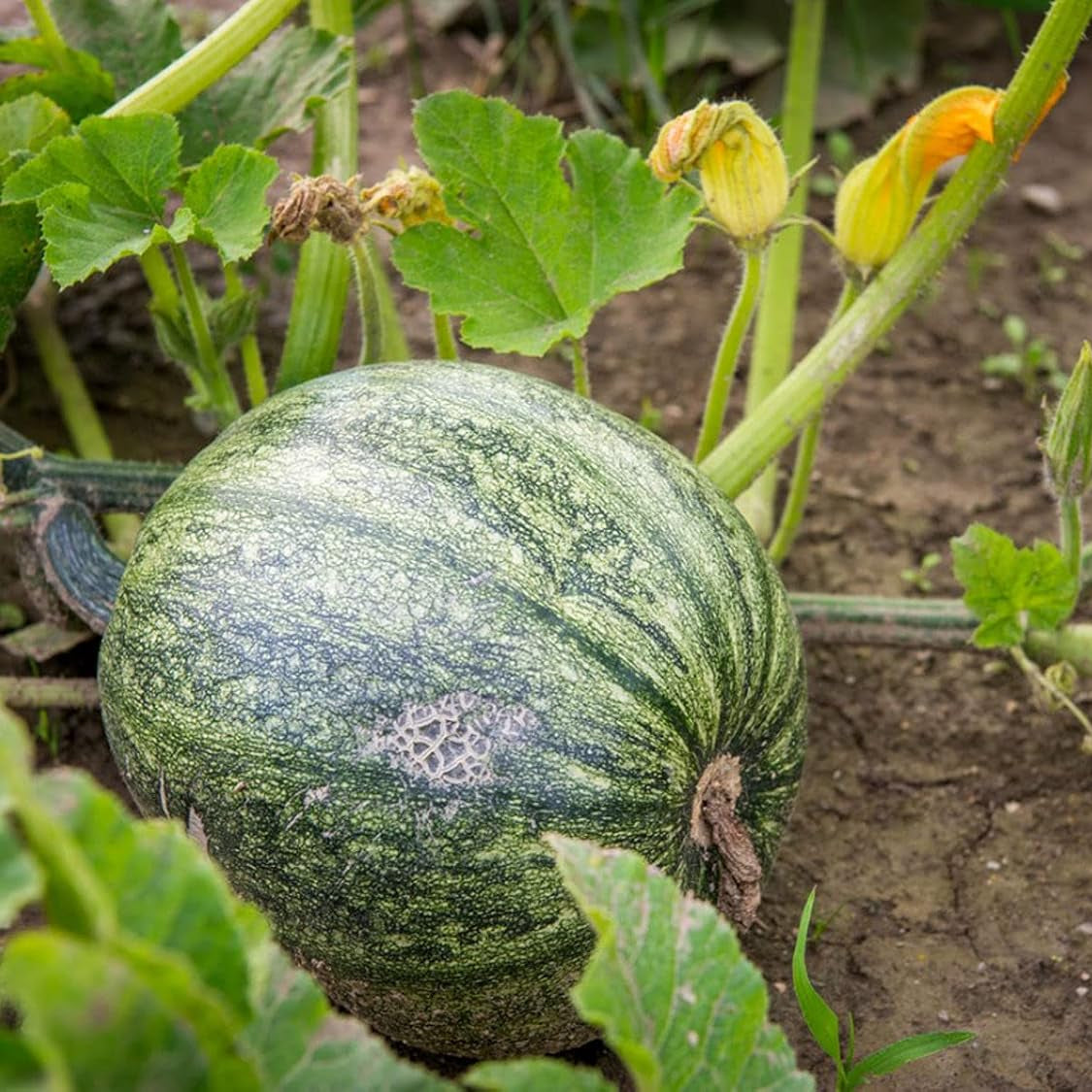 Pumpkin Vegetable Seeds