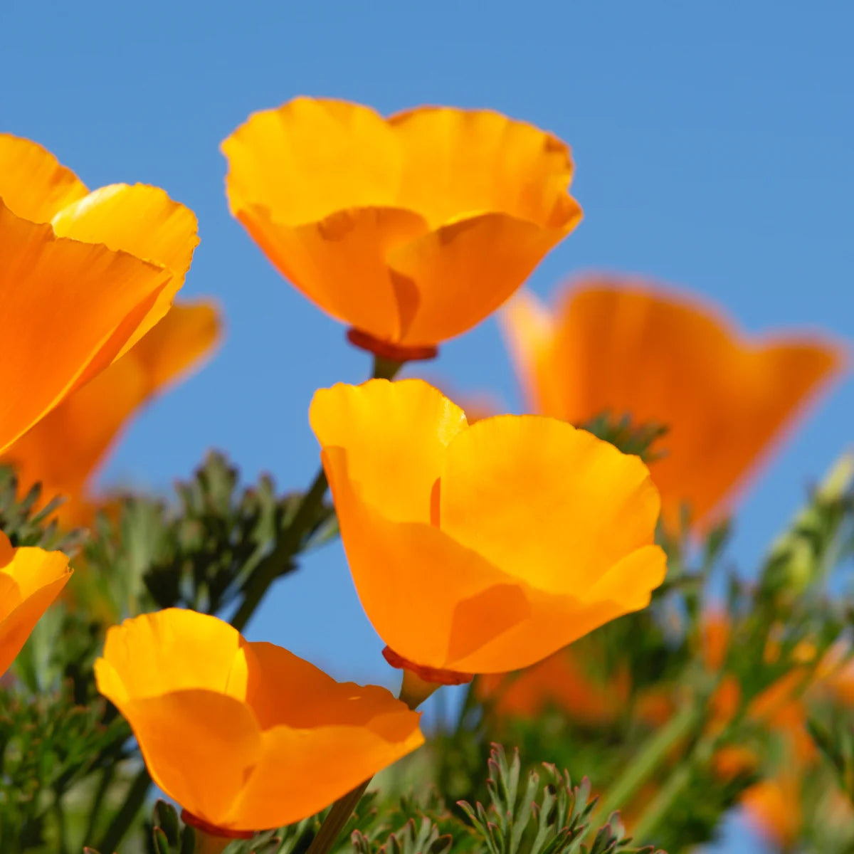 California Poppy Eschscholzia Winter Flower Seeds