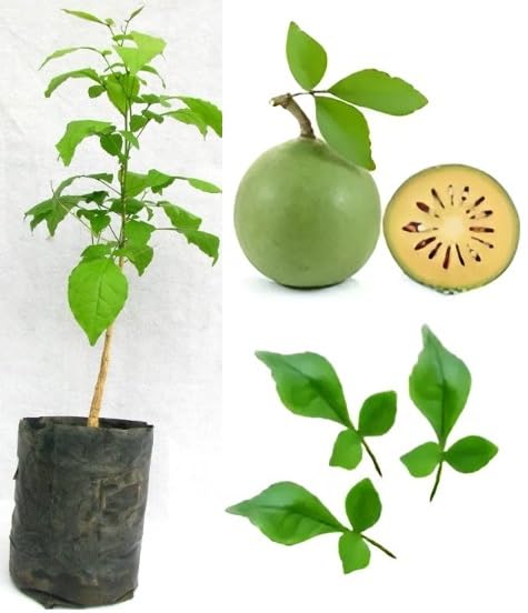 Bel Fruit Seeds