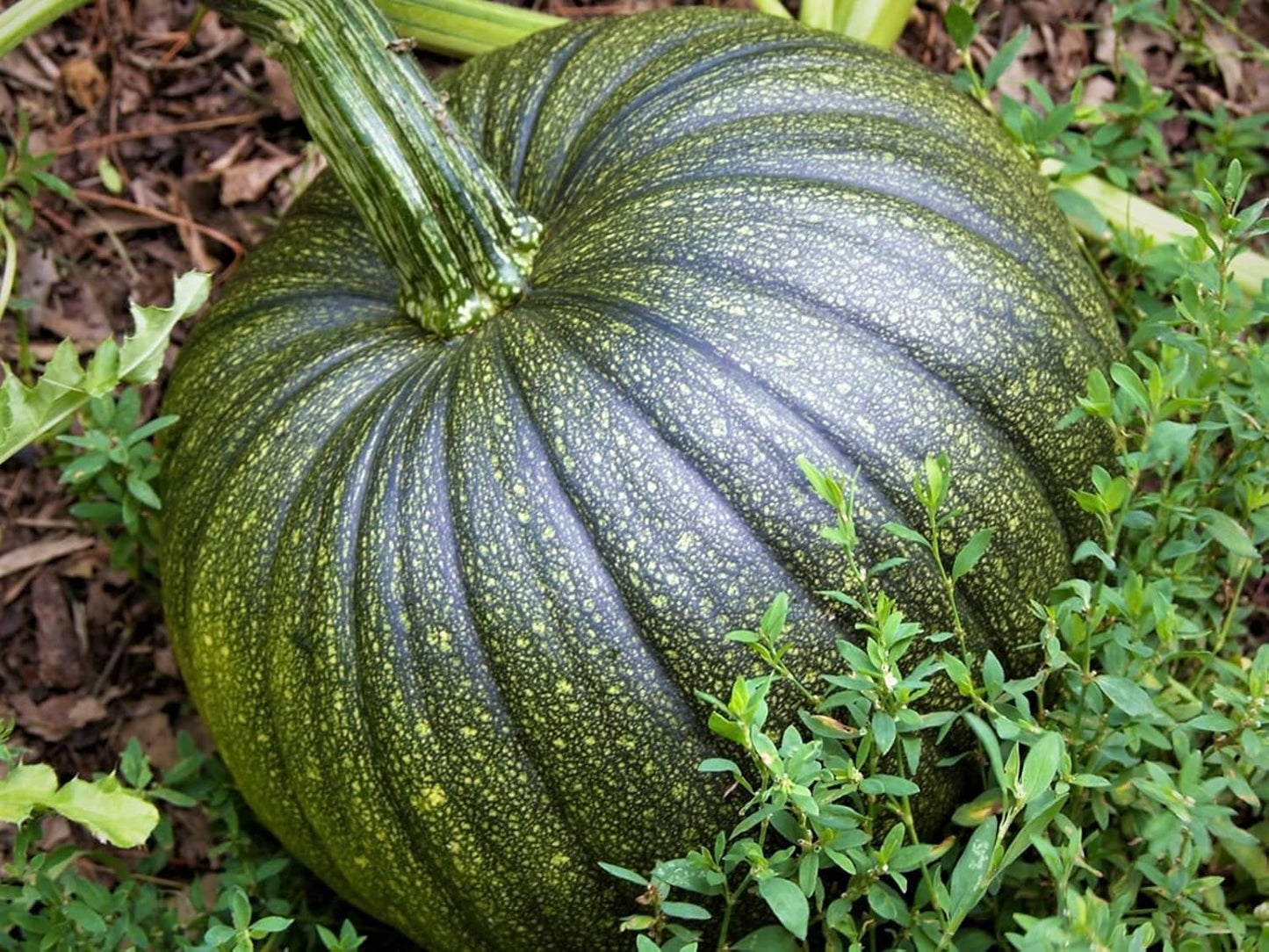 Pumpkin Vegetable Seeds