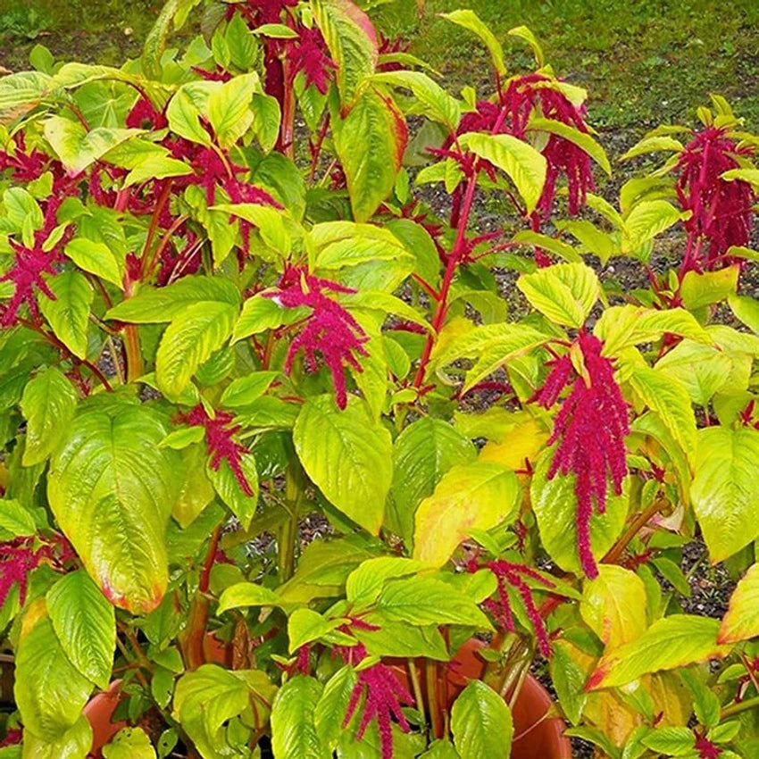 Amaranthus Mixed Summer Flower Seeds
