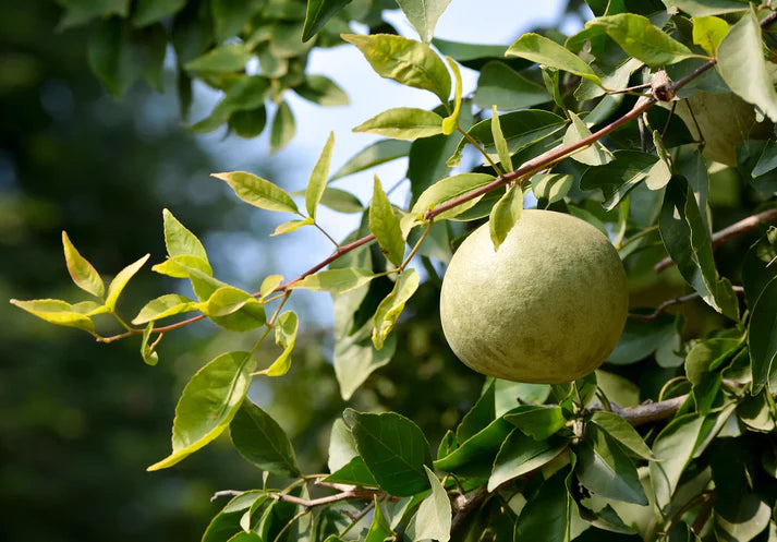 Bel Fruit Seeds