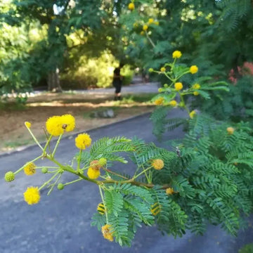 Fragrant Acacia Farnesiana Herb Seeds