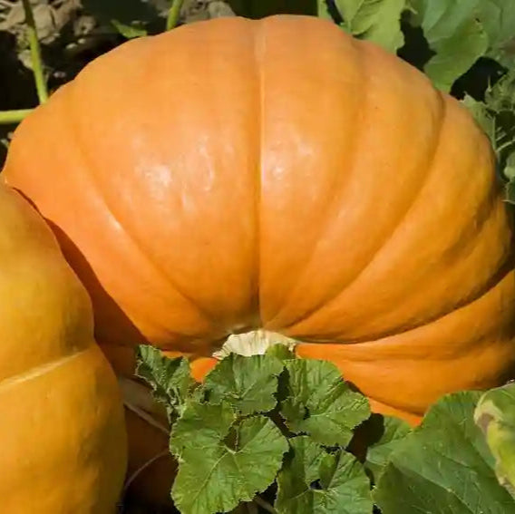 Pumpkin F1 Surya P-10 Vegetable Seeds