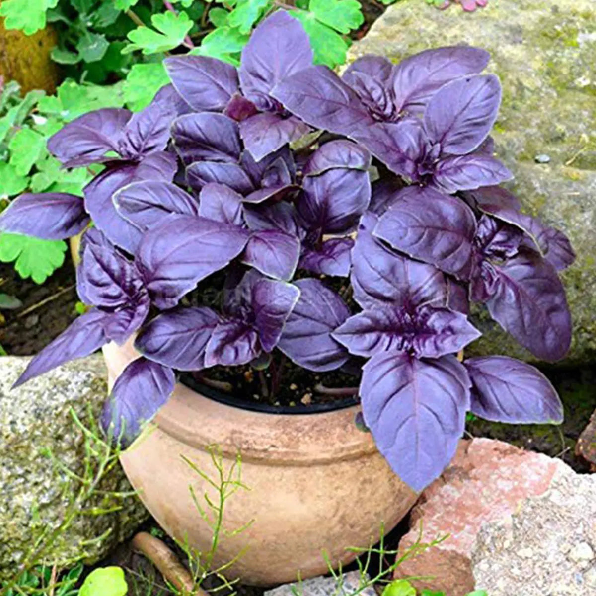 Basil Dark Opal Microgreens Seeds