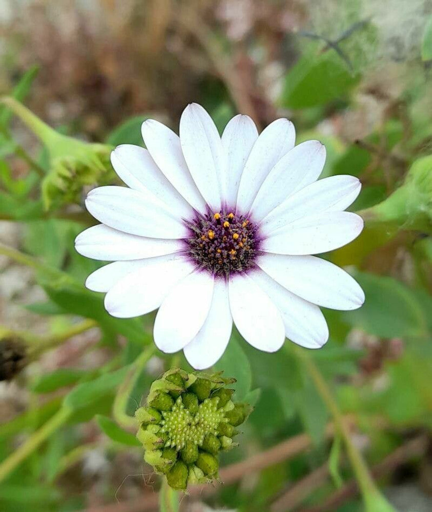 Dimorphotheca Flower Seeds – Vibrant & Easy-to-Grow Outdoor Blooms