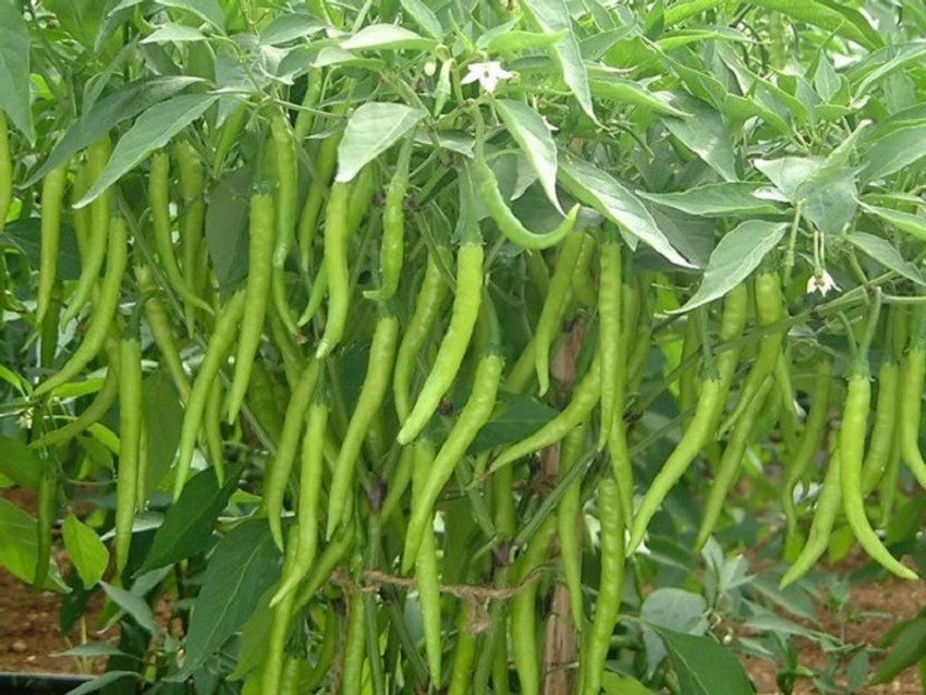 Chilli Pepper Grand Superior 10 Long Vegetable Seeds