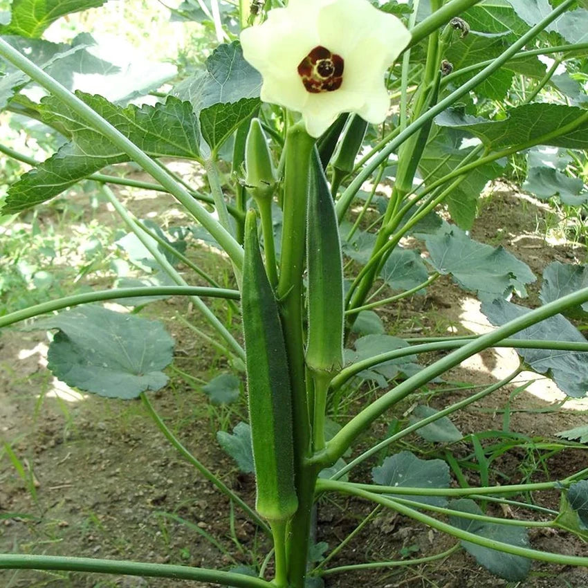 Okra F1 Hybrid Vasant 4 Vegetable Seeds