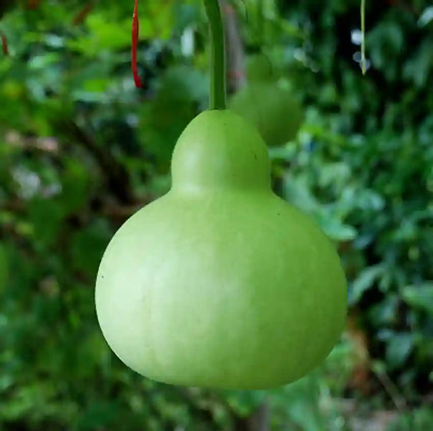 Bottlegourd F1 Latt-Bulb Shape Vegetable Seeds