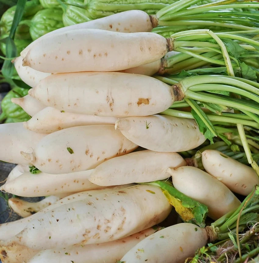 Radish Padra Leaf Vegetable Seeds