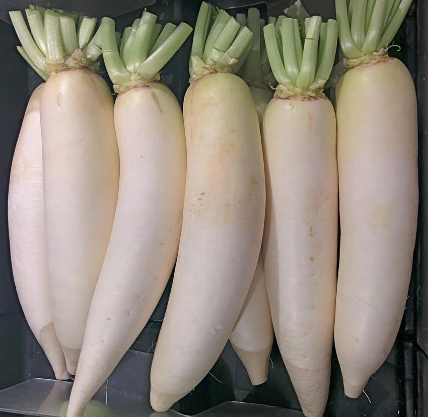Radish Padra Leaf Vegetable Seeds