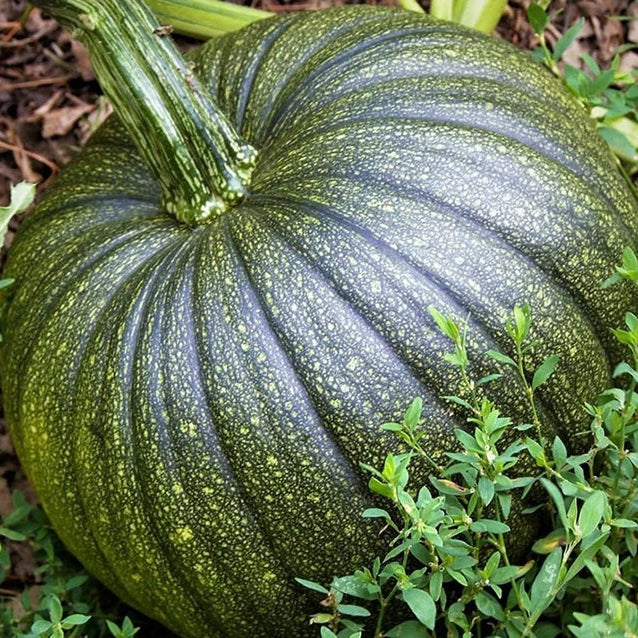 Pumpkin F1 HYB CHK-10 Vegetable Seeds