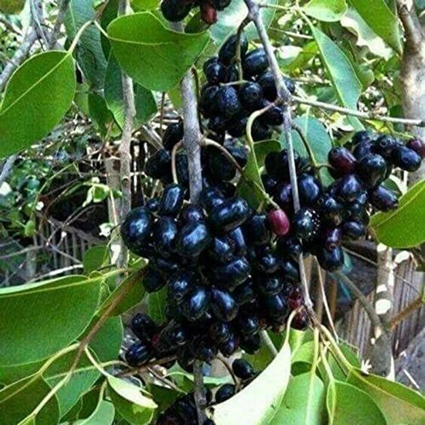 Jamun Herb Seeds