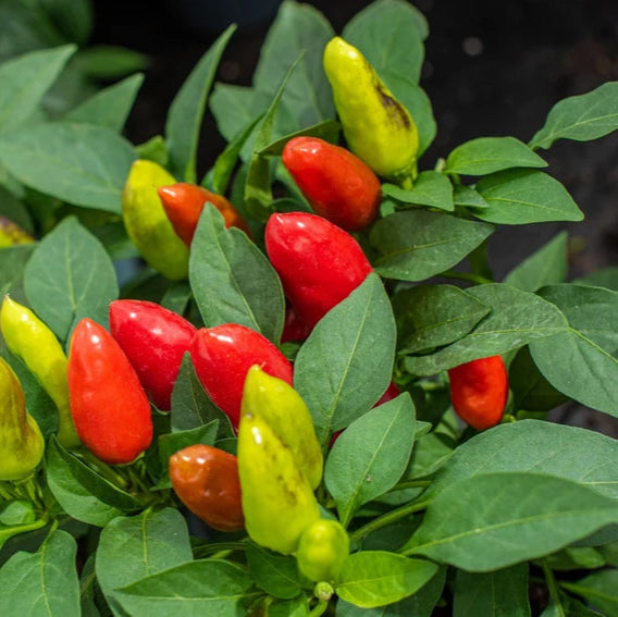 Chilli F1 Thai Skyline Vegetable Seeds