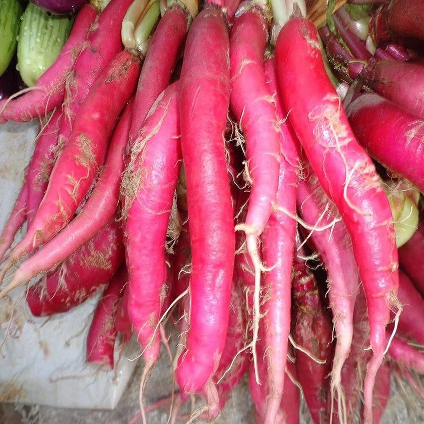 Premium Radish Long Red Vegetable Seeds