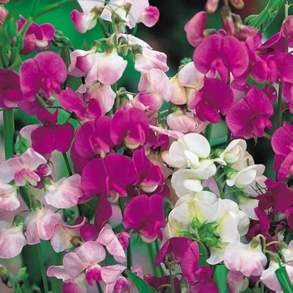 Sweet Peas Flower Seeds - Vibrant, Fragrant, and Easy to Grow