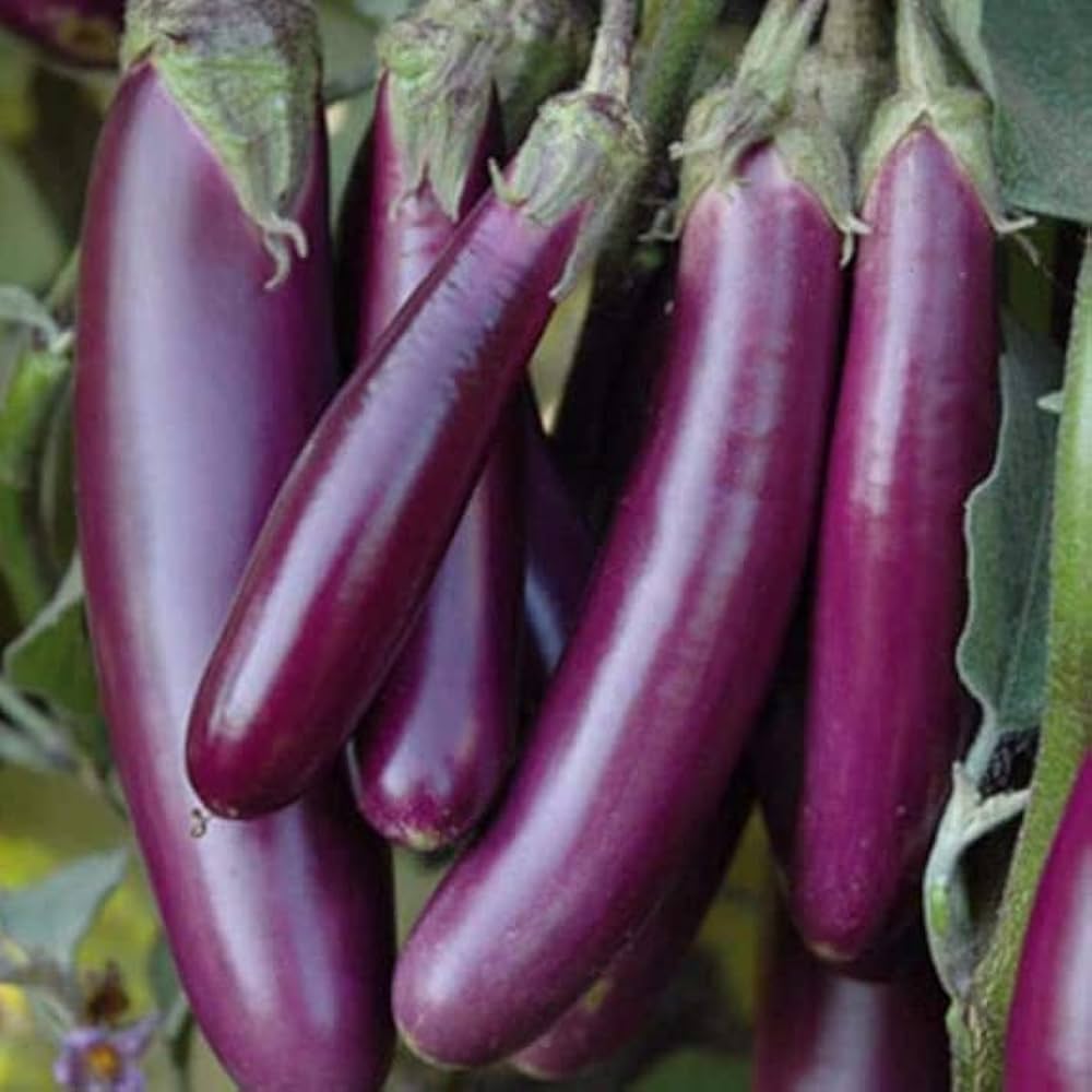 Brinjal-Eggplant F1 Purple Long Seeds