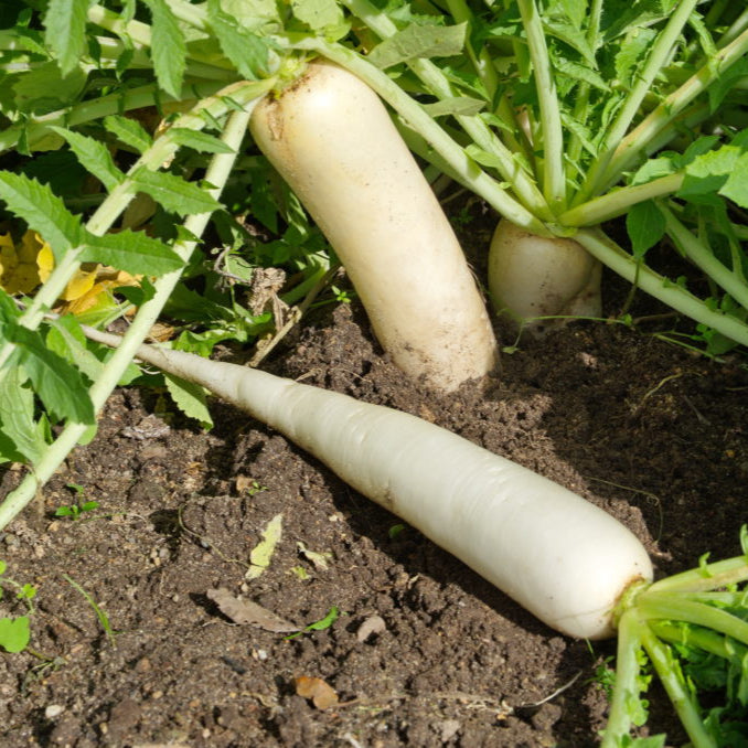 Radish Pusa Chetki Vegetable Seeds