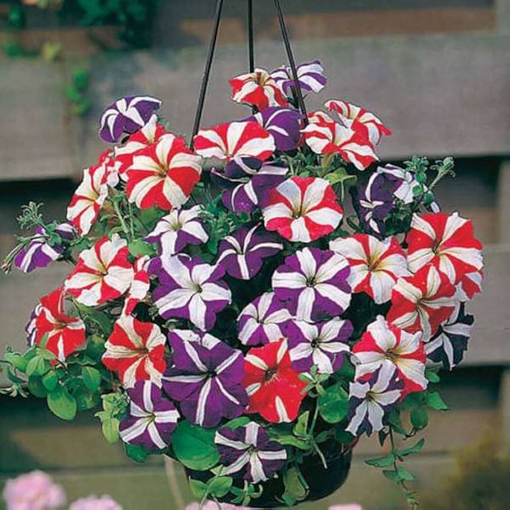 Petunia Ultra Star Mixed Winter Flower Seeds