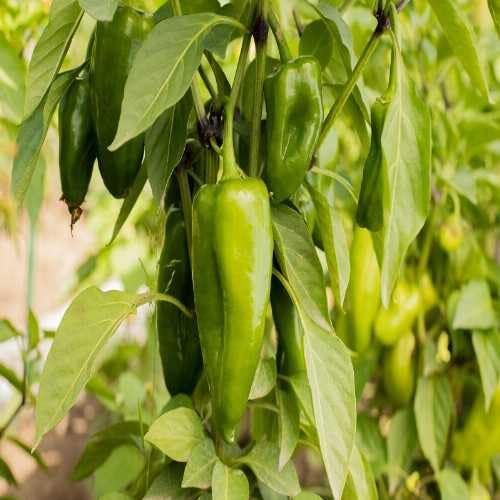 Chilli Longi Special Hot Vegetable Seeds