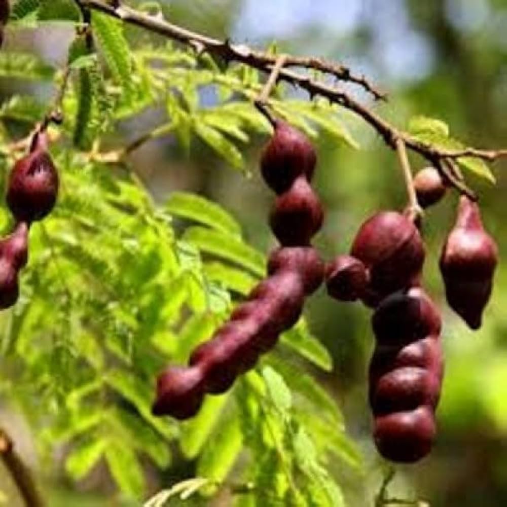 Shikakai Herb Seeds
