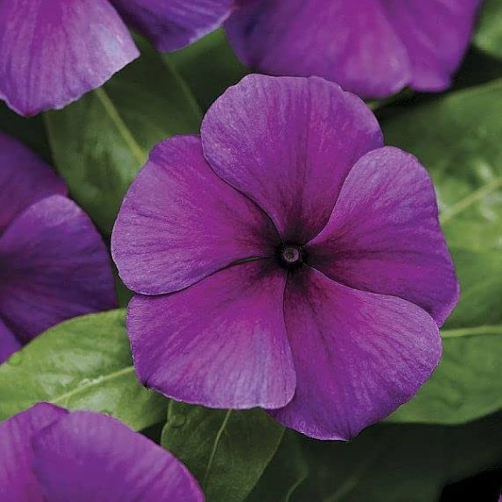 Nana Black Purple Flower Seeds