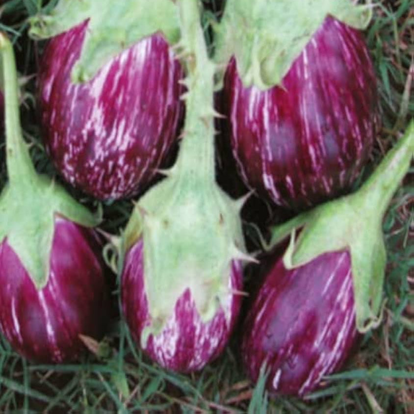 Brinjal-Eggplant F1 CYK MK 124 Majrikatti Type Vegetable Seeds