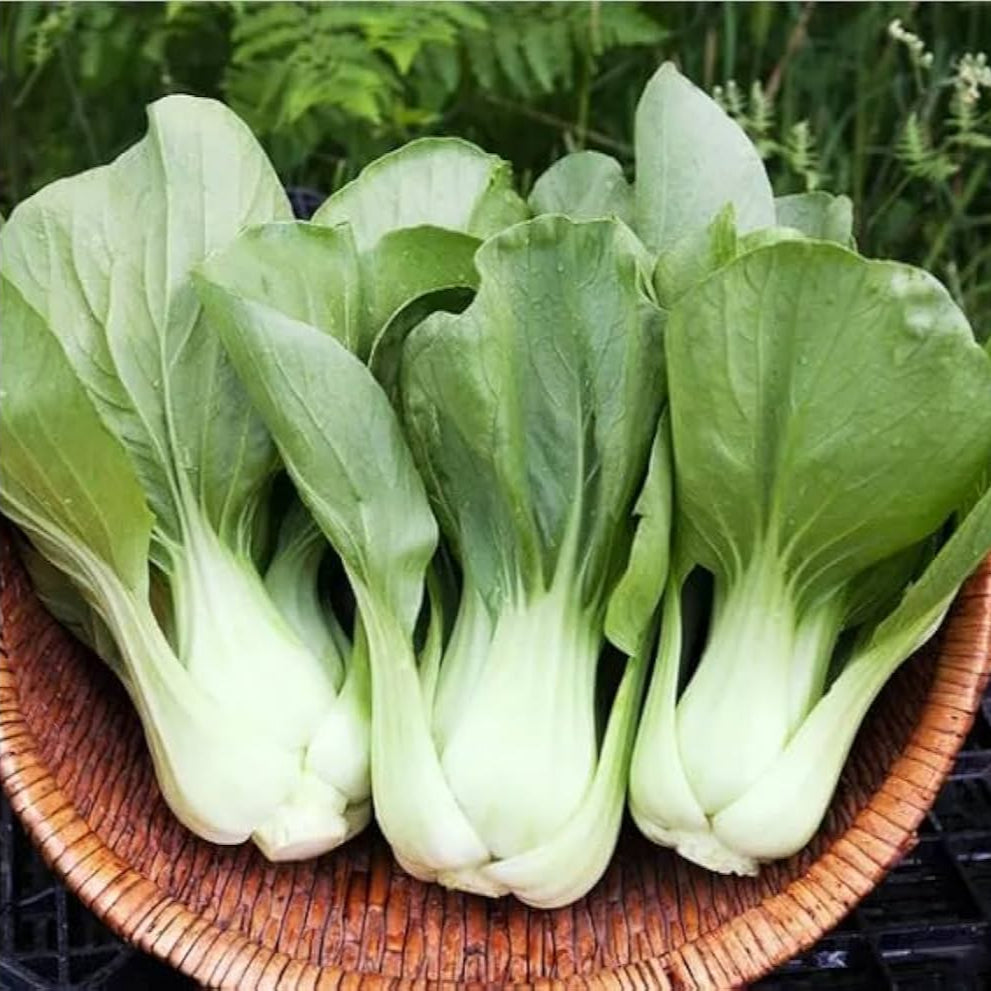 Fresh White Pak Choy – Crisp, Nutritious, and Versatile Green Vegetable Exotic Vegetable Seeds