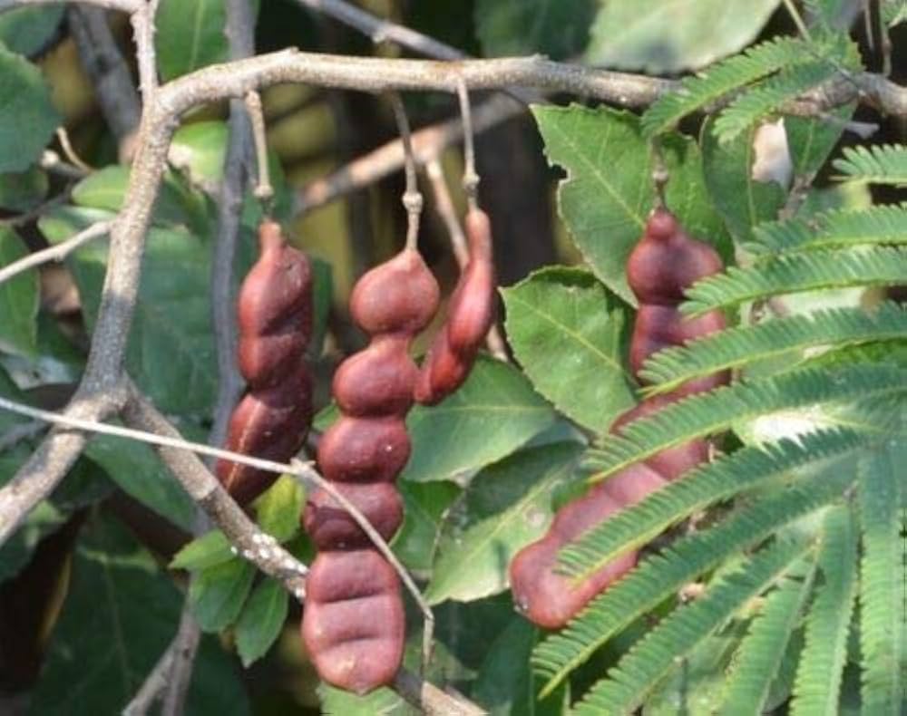 Shikakai Herb Seeds