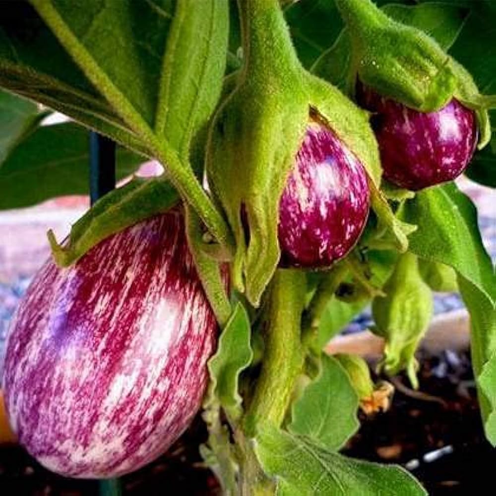 Brinjal Eggplant F1 MK-24 Majrikatti Type Vegetable Seeds