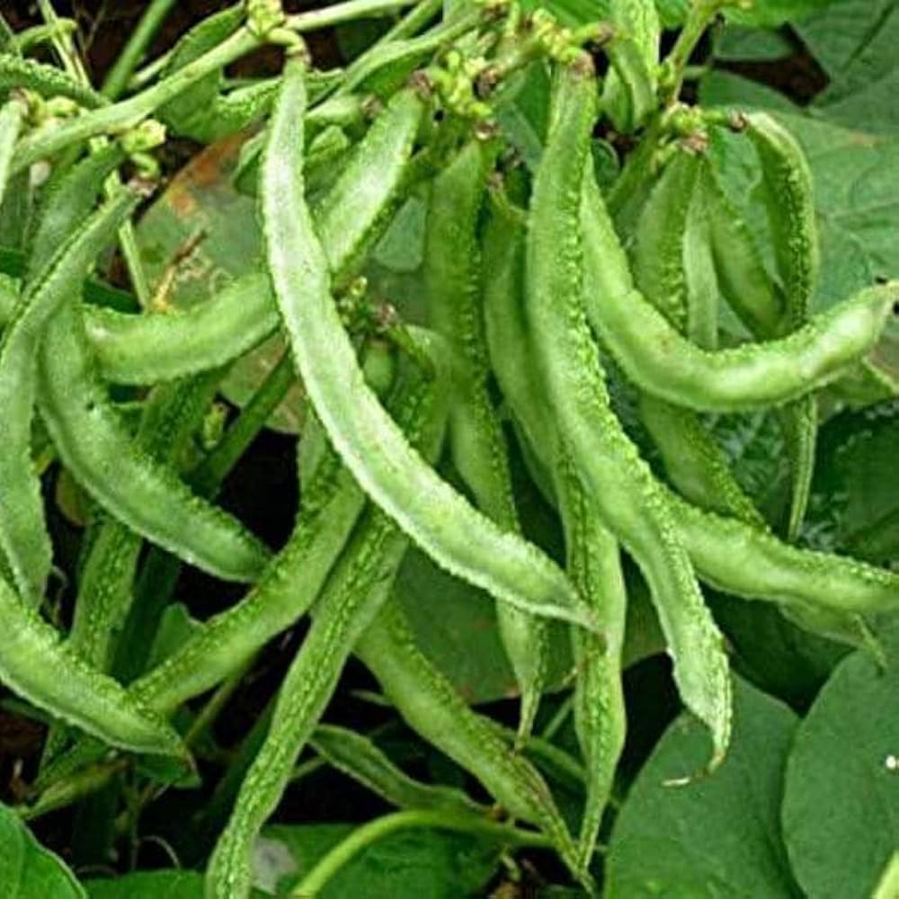 Sem Phali Vegetable Seeds – High-Yield, Organic, & Easy-to-Grow