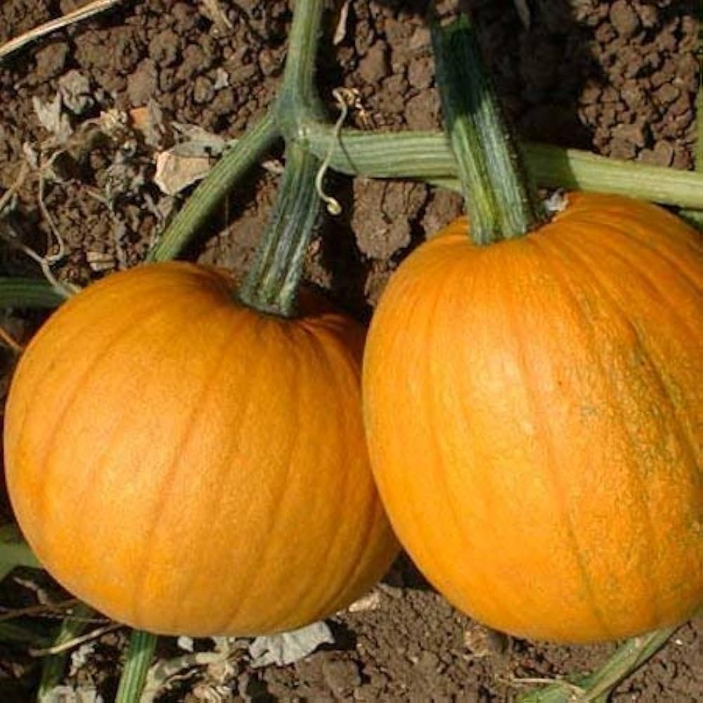 Pumpkin F1 Hybrid SS-12 Vegetable Seeds