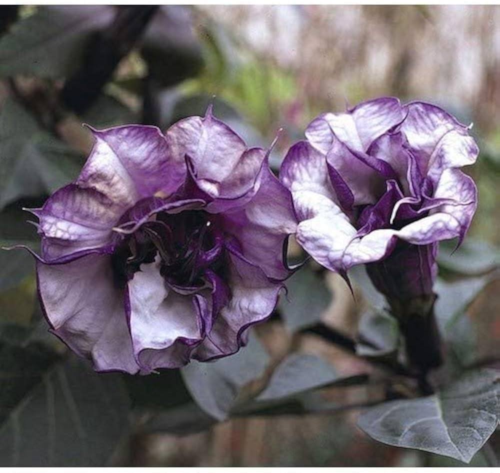 Kala Dhatura Herb Seeds