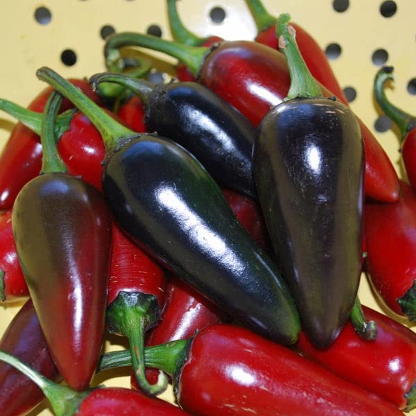Chilli Deep Kali Vegetable Seeds